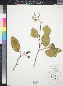 Alnus oblongifolia image